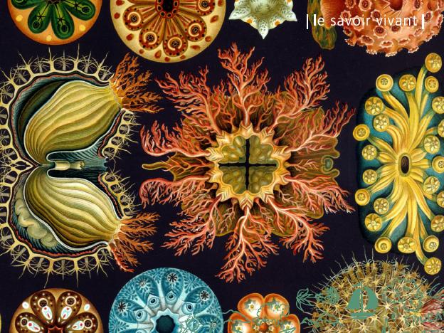 © Ernst Haeckel - Kunstformen der Natur (1904), planche 85: Ascidiacea