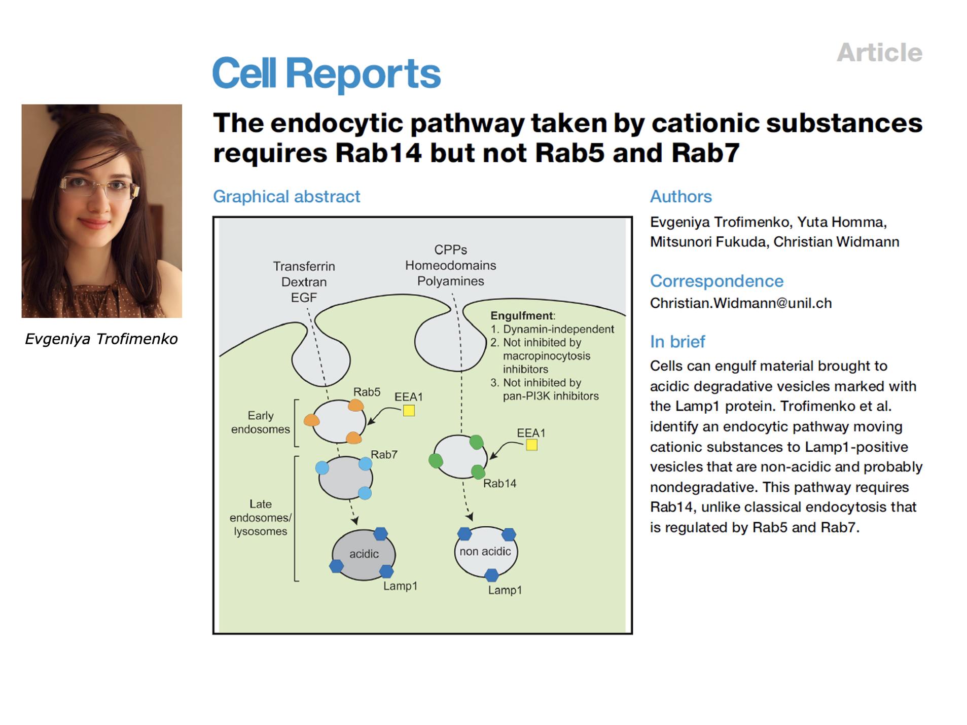 The endocytic pathway taken by cationic substances requires Rab14 but ...