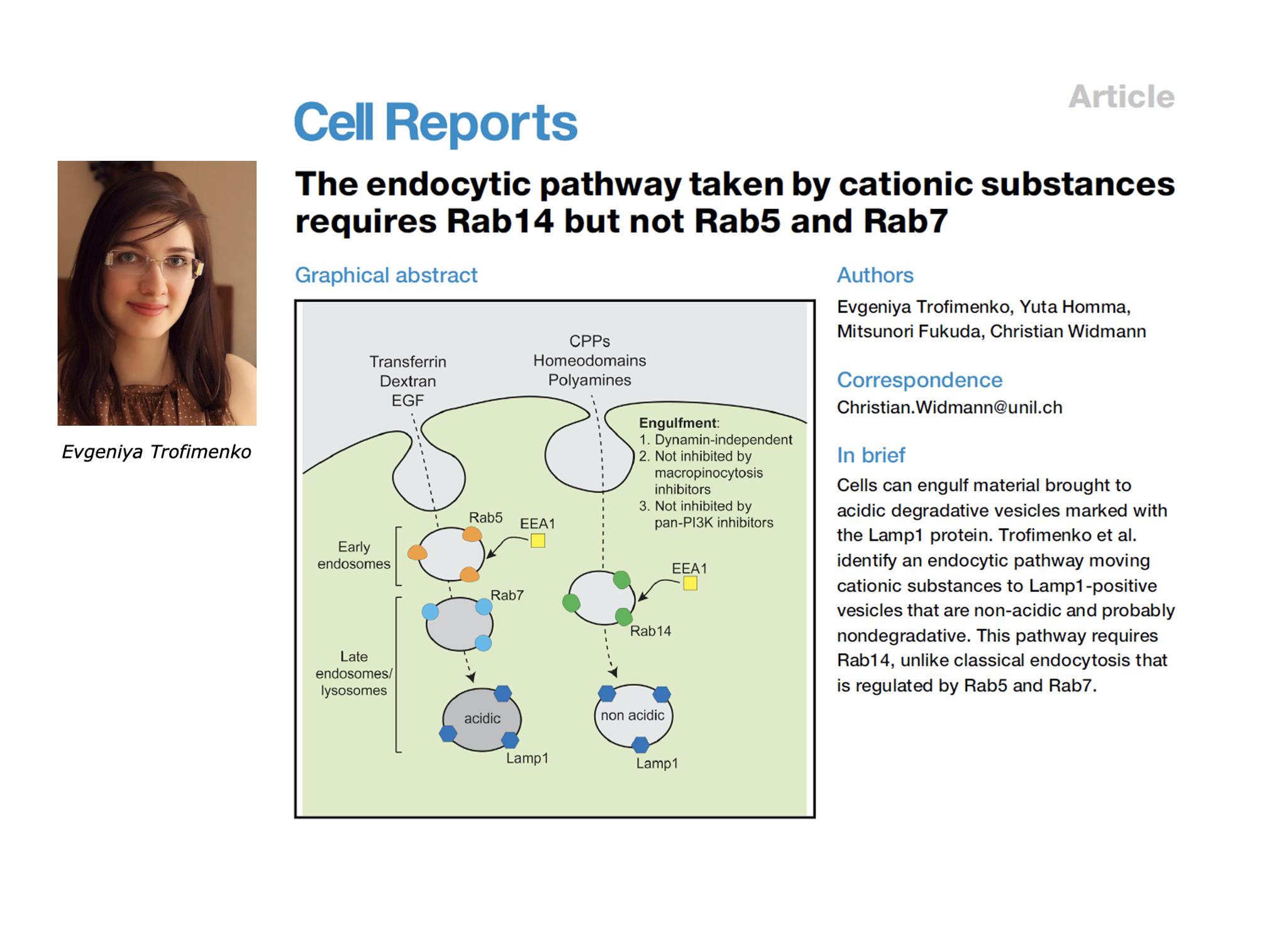 The endocytic pathway taken by cationic substances requires Rab14 but ...