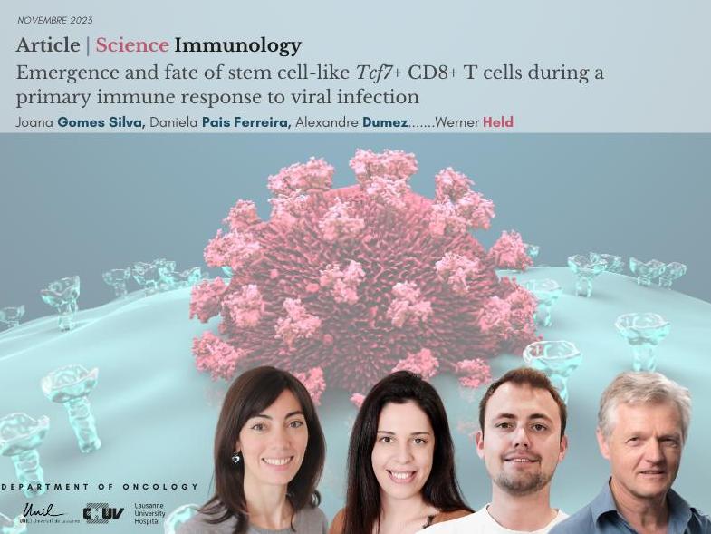 Emergence of stem-like and killer T cells in response to viral infection
