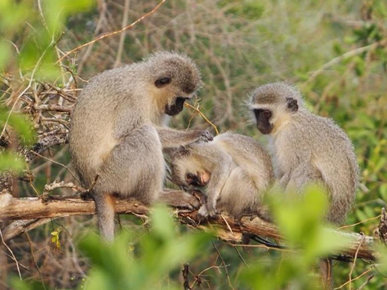 Veux-tu m&rsquo;&eacute;pouiller?