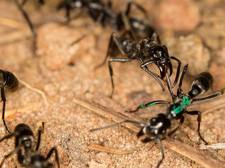 Des fourmis guerri&egrave;res, infirmi&egrave;res… et stars de Netflix