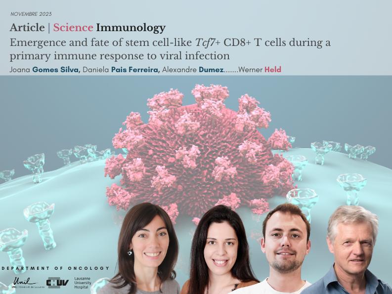Emergence of stem-like and killer T cells in response to viral infection
