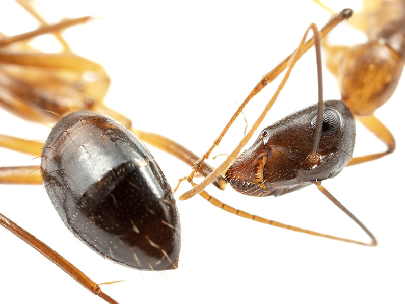 Amputation d’urgence chez les fourmis