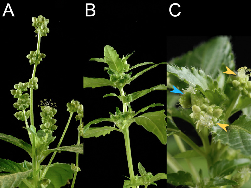 Mercuriale annuelle:  plante mâle (A), plante femelle (B) et plante hermaphrodite (C).