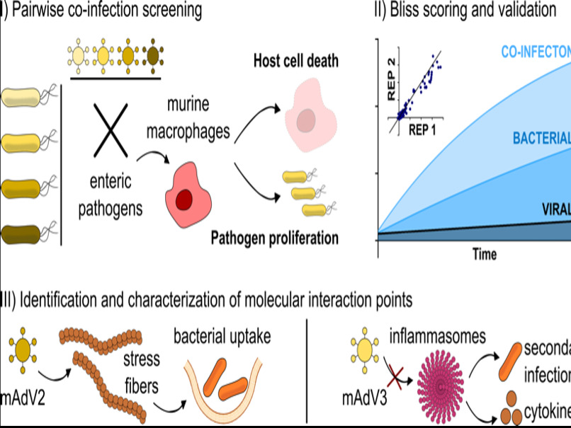 New insights into viral-bacterial co-infections 