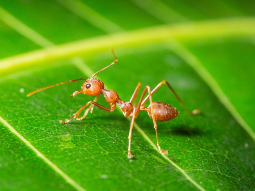 Onzième épisode de la série de podcasts "Tu triches? Les fourmis sont les championnes de la triche!