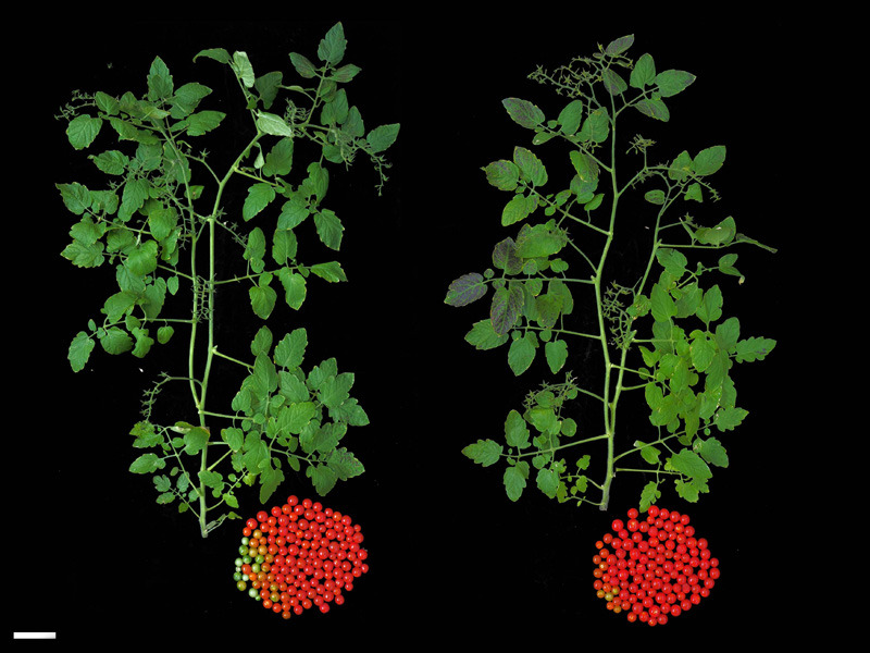 Photo de pieds de tomate: la réparation d'une mutation de domestication permet une récolte précoce.