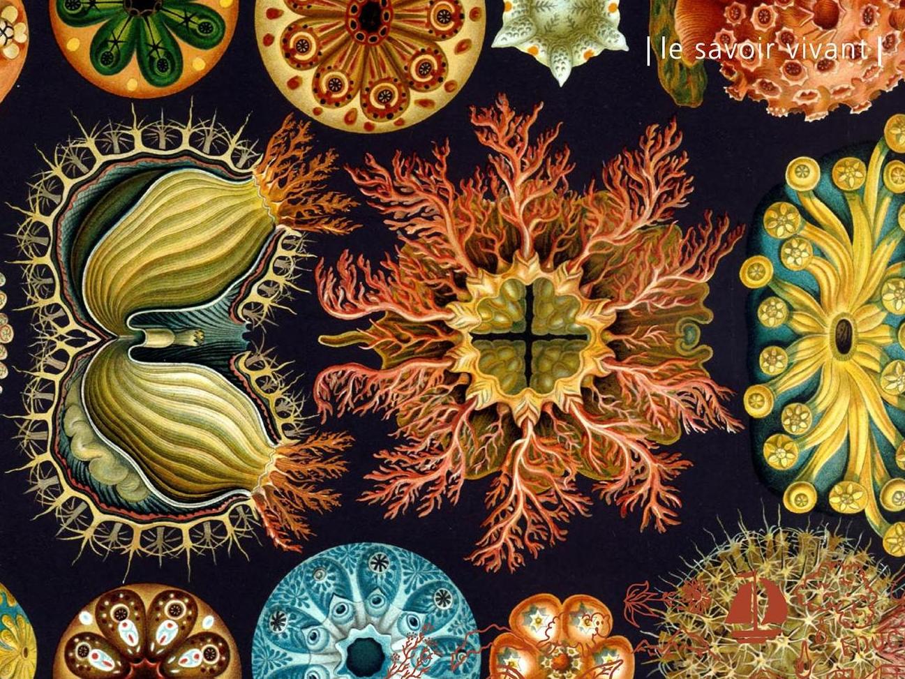 © Ernst Haeckel - Kunstformen der Natur (1904), planche 85: Ascidiacea