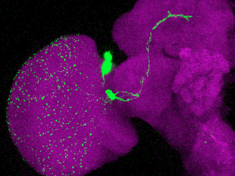 Expression du neuropeptide Pdf (vert) dans le cerveau (violet) de Drosophila sechellia.