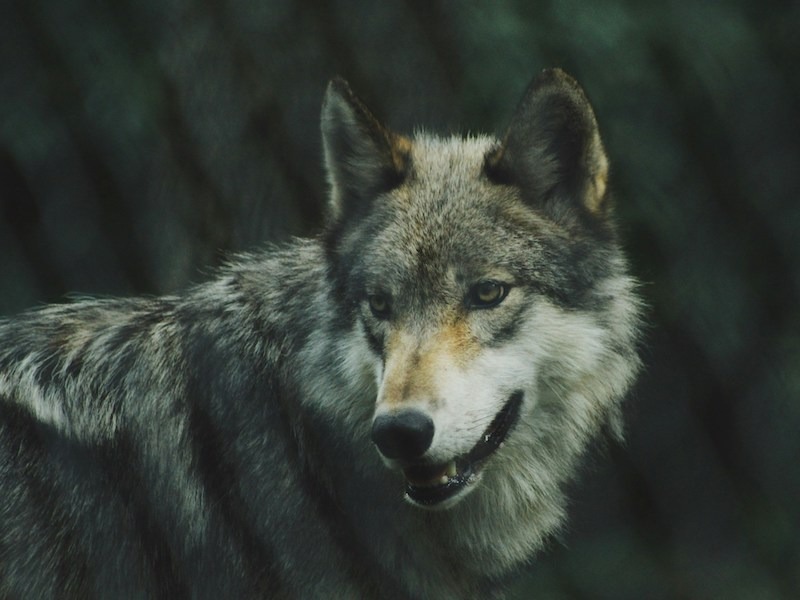 Des loups comme co-locataires : quand le partage n'est pas facile