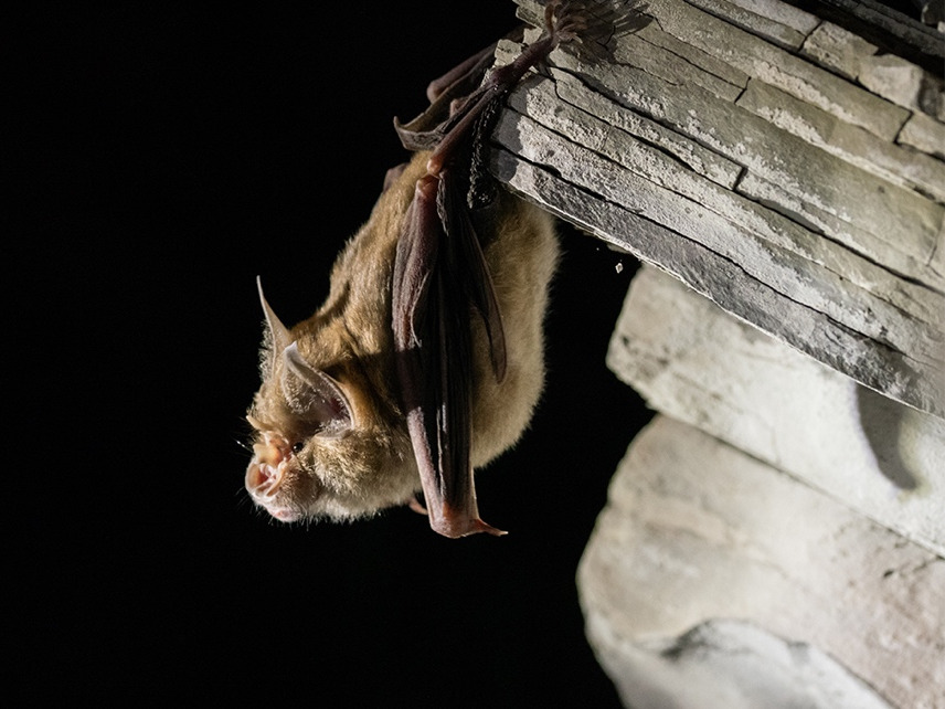 Le rhinolophe est une chauve-souris émettant des ultrasons par le nez. 