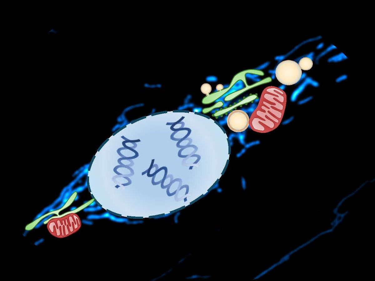 LIMNA Symposium " INTER-ORGANELLE METABOLISM AND SIGNALLING " on May 21