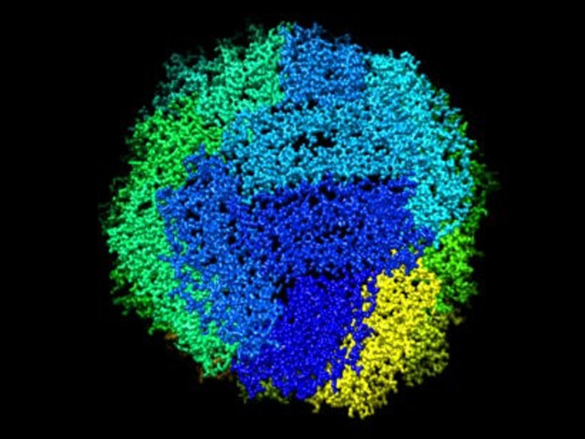 Soutien aux projets en cryo-microscopie électronique: découvrez les 4 récipiendaires de la FBM