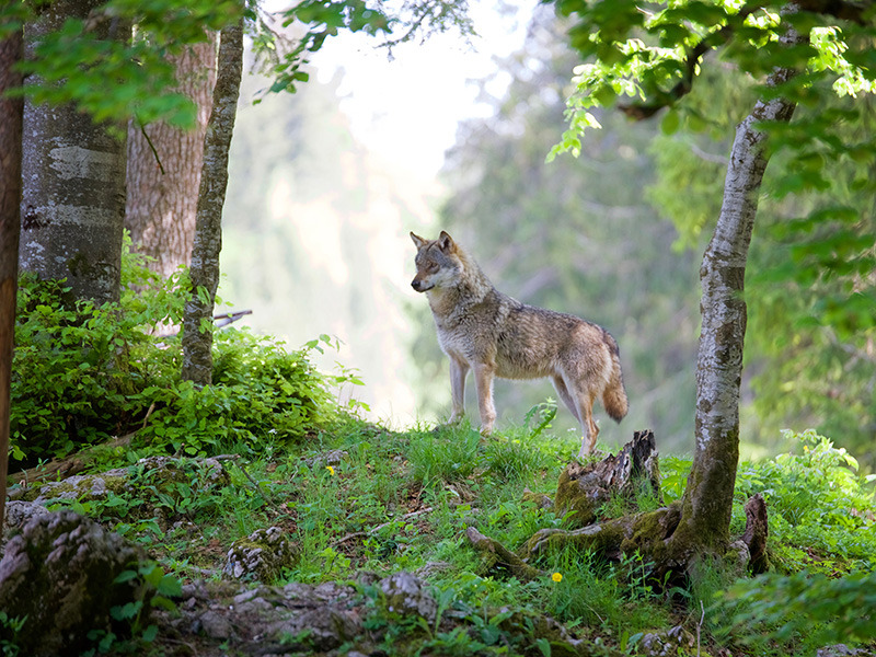 Newsletter Échos du vivant – Quand la biodiversité locale inspire la recherche