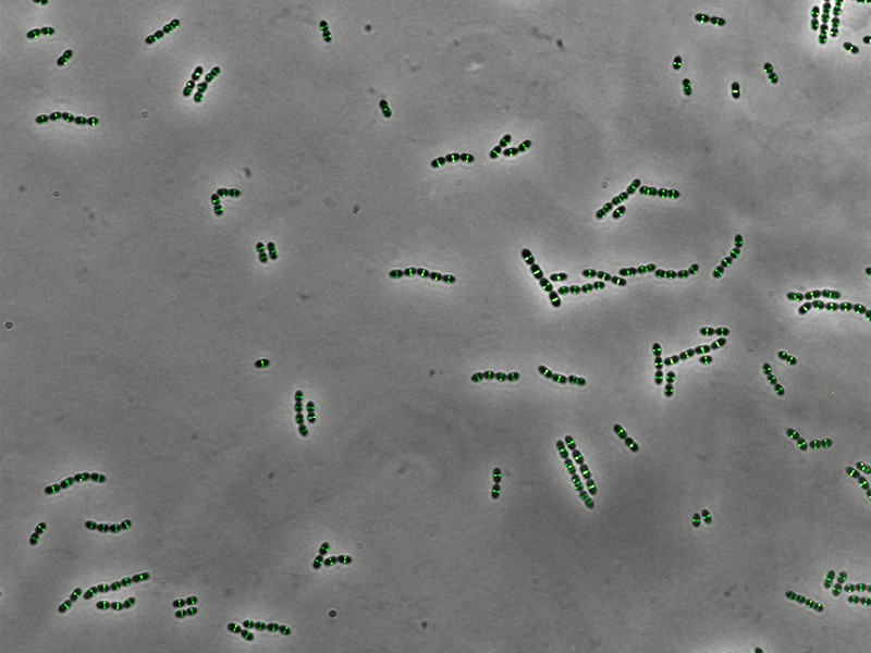La protéine S, clé de la virulence des streptocoques
