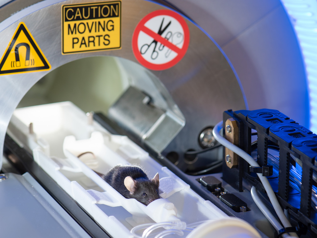 Life in real-time thanks to in vivo imaging