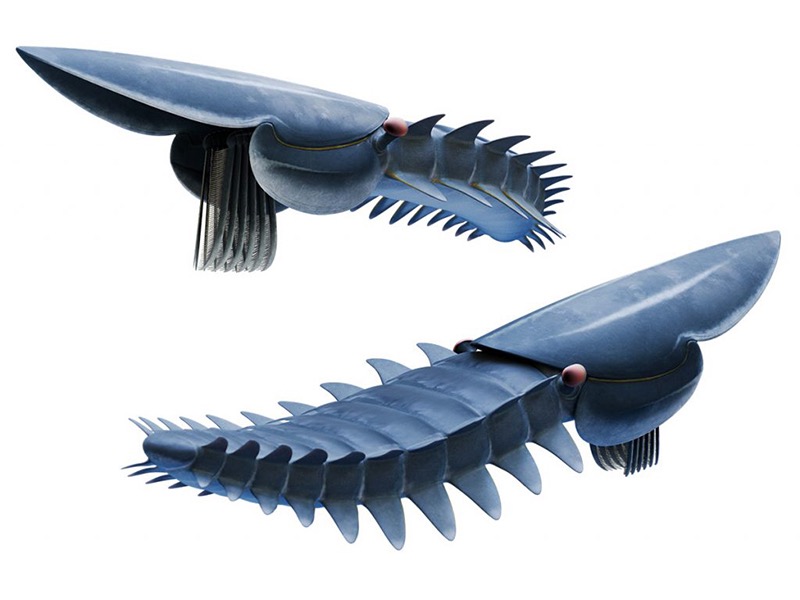 The evolution of Radiodonta (Arthropoda)